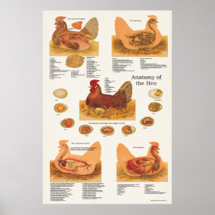 Poster d'anatomie de poule mouchetée