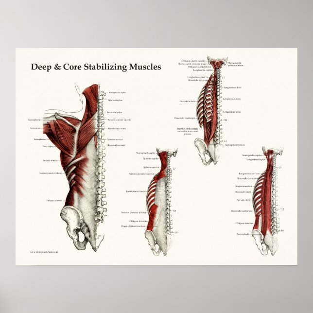 Poster d'anatomie des muscles de stabilisation pro (Devant)