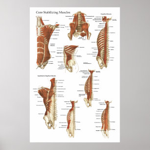 Poster d'anatomie des muscles stabilisateurs profo