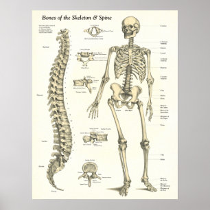 Poster d'anatomie des os du squelette et de la col