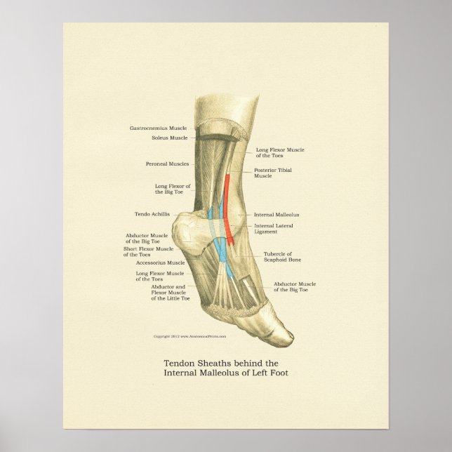 Poster d'anatomie des tendances de pieds et de che (Devant)