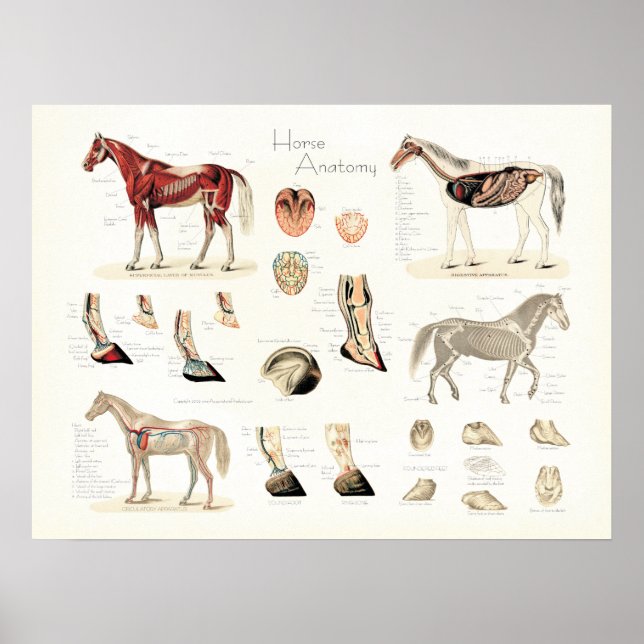 Poster d'anatomie du cheval (Devant)