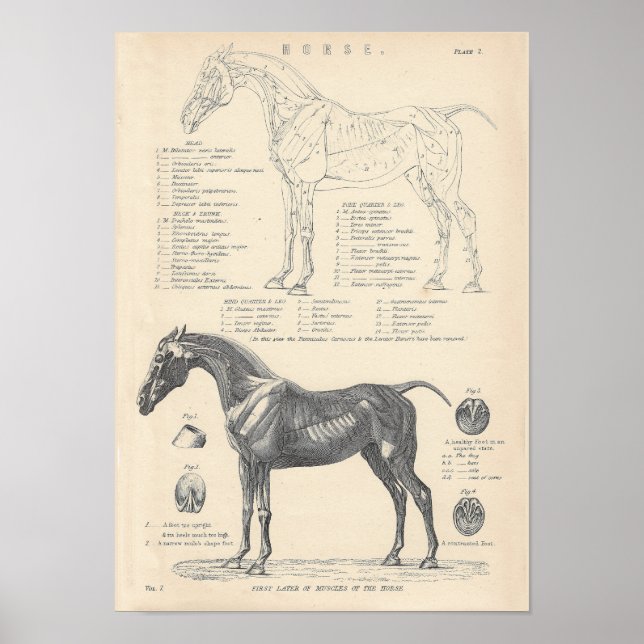 Poster d'anatomie du cheval (Devant)