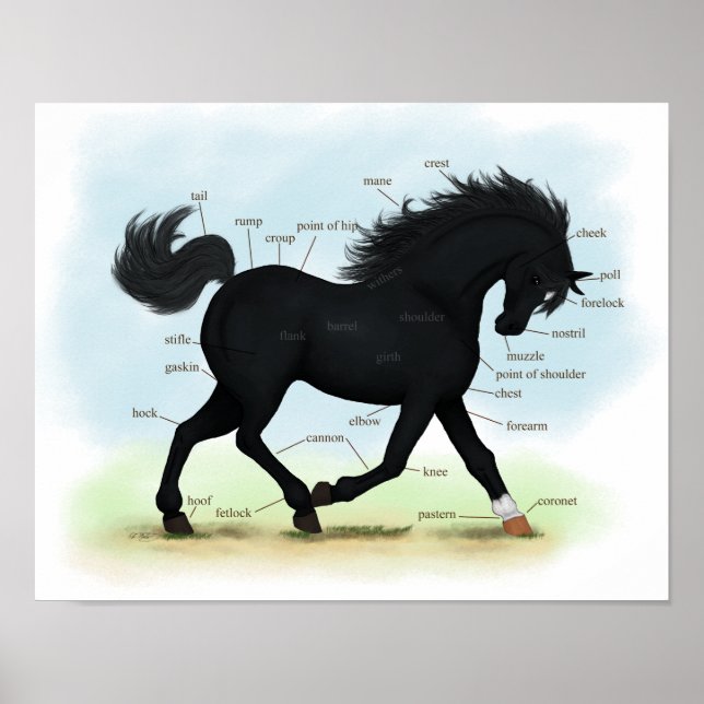 Poster d'anatomie du cheval de beauté noire (Star  (Devant)