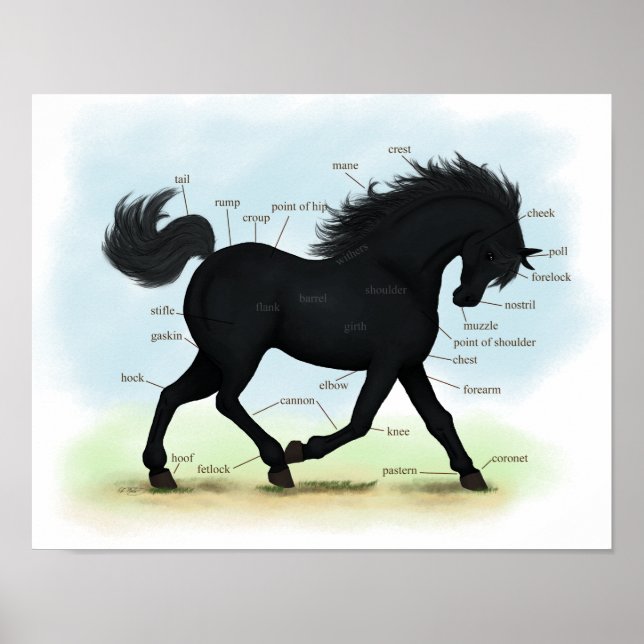 Poster d'anatomie du cheval noir ou de l'équine po (Devant)