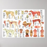 Poster d'anatomie du muscle vétérinaire de chien 2