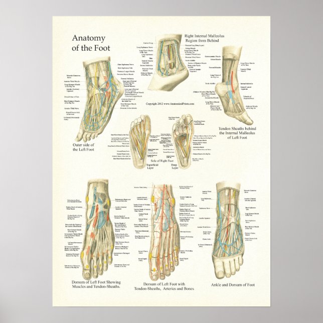 Poster d'anatomie du pied et de la cheville (Devant)