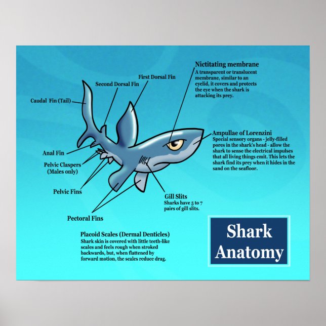 Poster d'anatomie du requin (Devant)