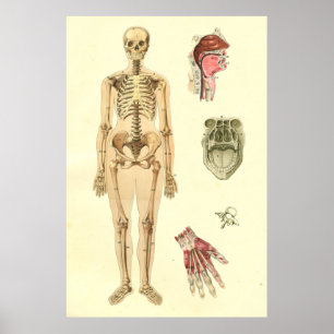 Poster d'anatomie du squelette féminin