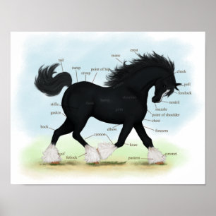 Poster d'anatomie équine du cheval noir Shire