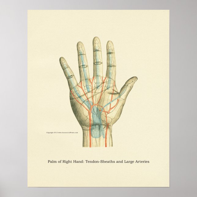 Poster d'anatomie interne main et poignet (Devant)