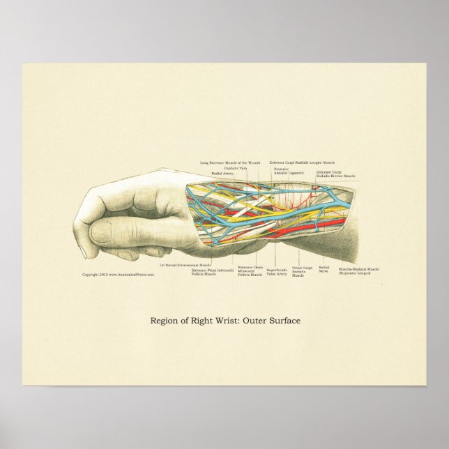 Poster d'anatomie interne main et poignet (Devant)