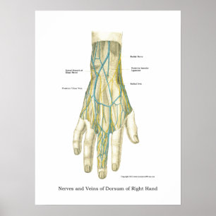 Poster d'anatomie interne main et poignet