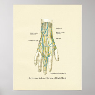 Poster d'anatomie interne main et poignet