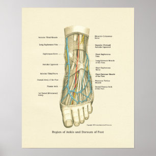 Poster d'anatomie interne Pied & Ankle