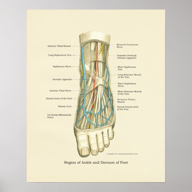 Poster d'anatomie interne Pied & Ankle (Devant)