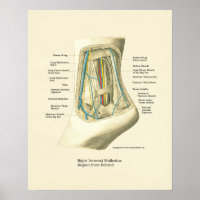Poster d'anatomie interne Pied & Ankle