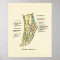 Poster d'anatomie interne Pied & Ankle