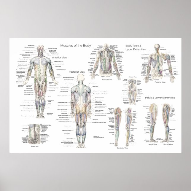 Poster d'anatomie musculaire - Antérieur, postérie (Devant)