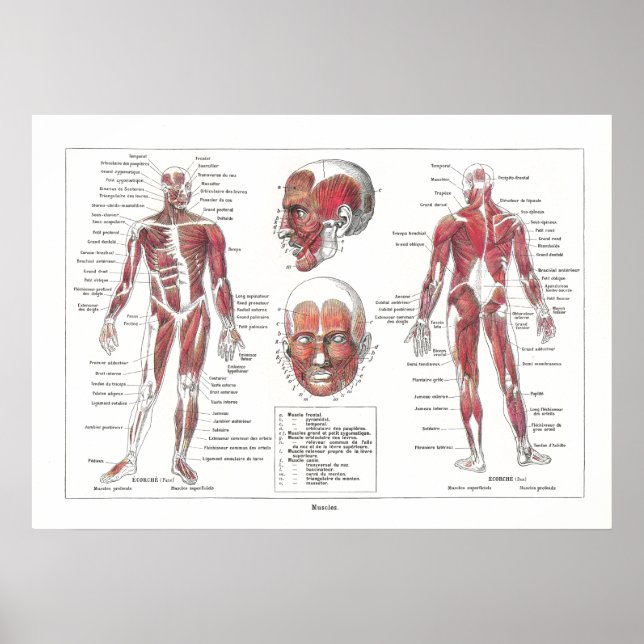 Poster d'anatomie musculaire en français (Devant)