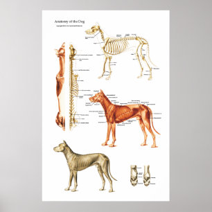 Poster d'anatomie musculaire et squelettique