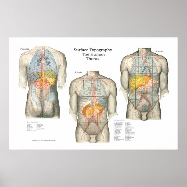 Poster d'anatomie sur la topographie humaine (Devant)