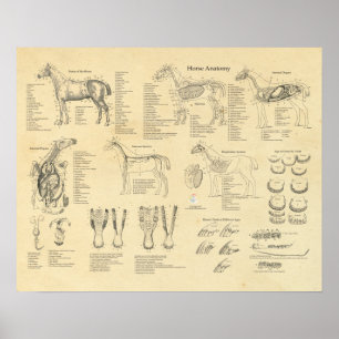 Poster d'anatomie vétérinaire Cheval Equine