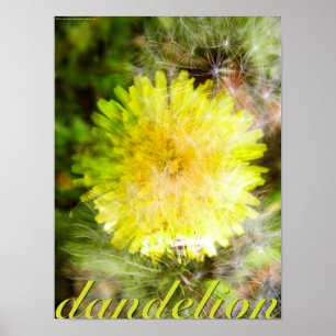 Poster Dandelion