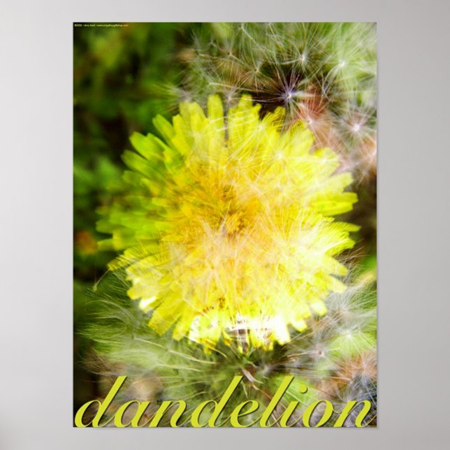 Poster Dandelion (Devant)