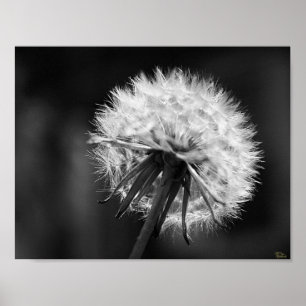 Poster Dandelion