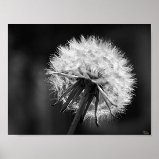 Poster Dandelion