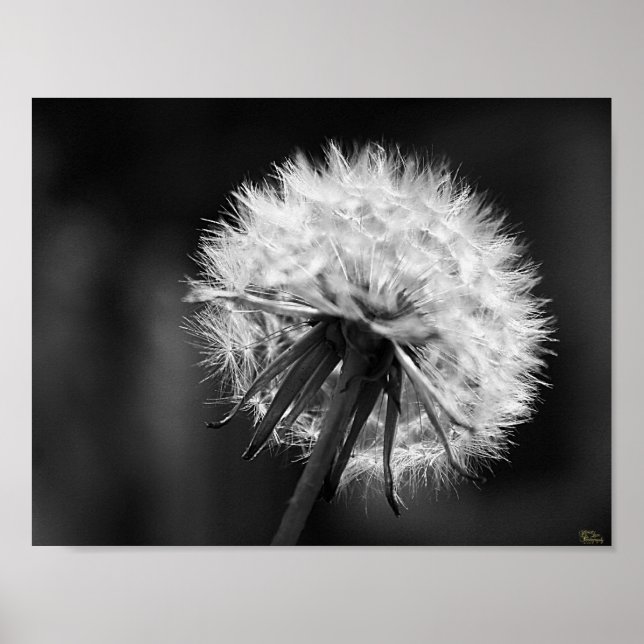 Poster Dandelion (Devant)