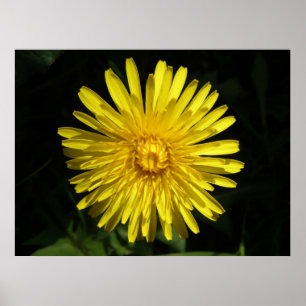Poster Dandelion
