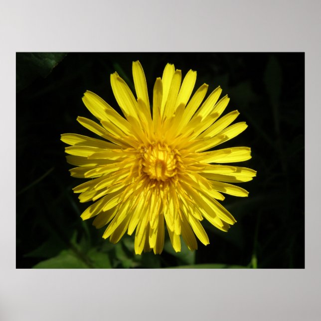 Poster Dandelion (Devant)