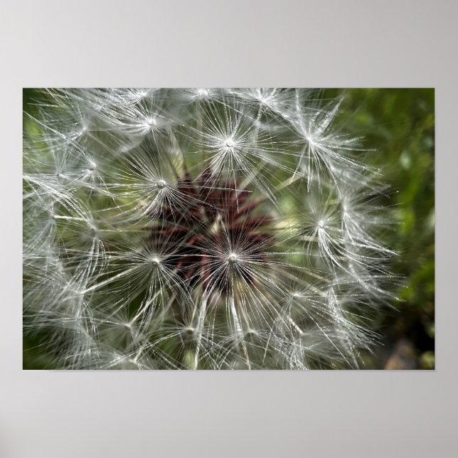 Poster Dandelion (Devant)