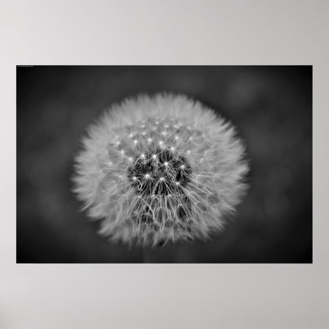 Poster Dandelion, (Devant)
