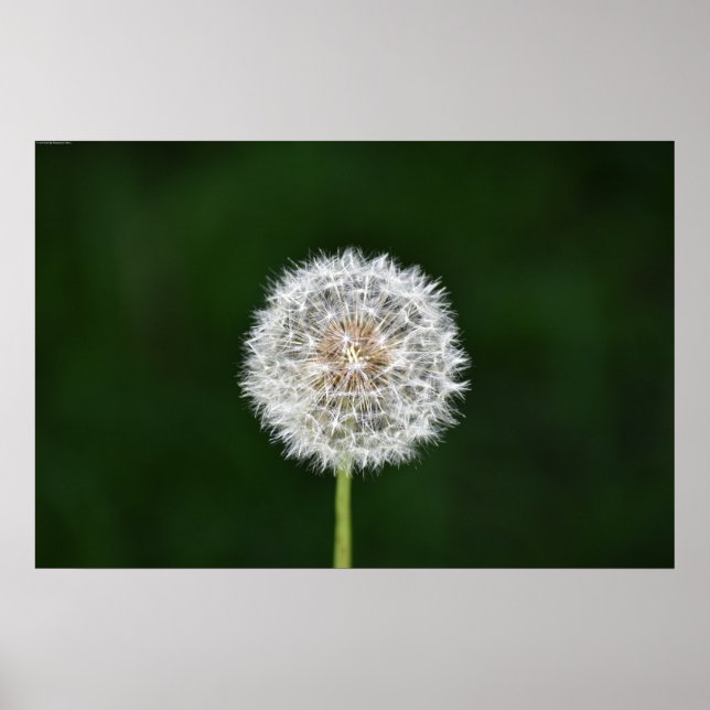 Poster Dandelion, (Devant)