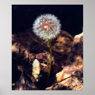Poster Dandelion