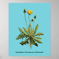 Dandelion