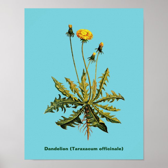 Poster Dandelion (Devant)