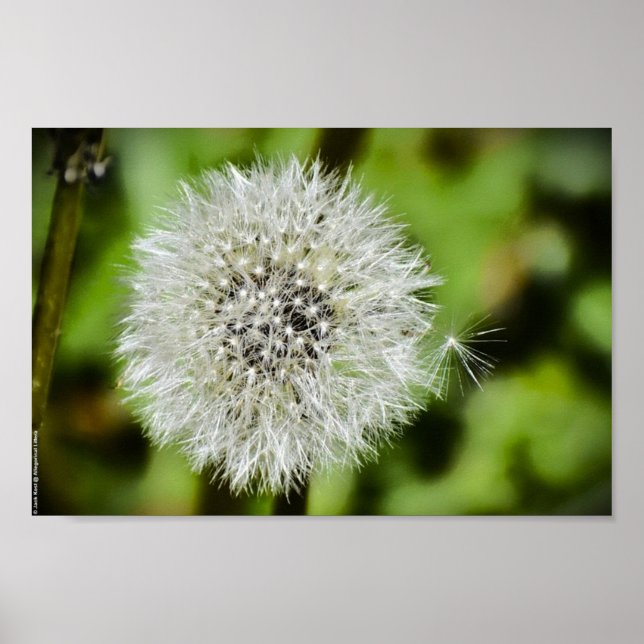 Poster Dandelion, (Devant)