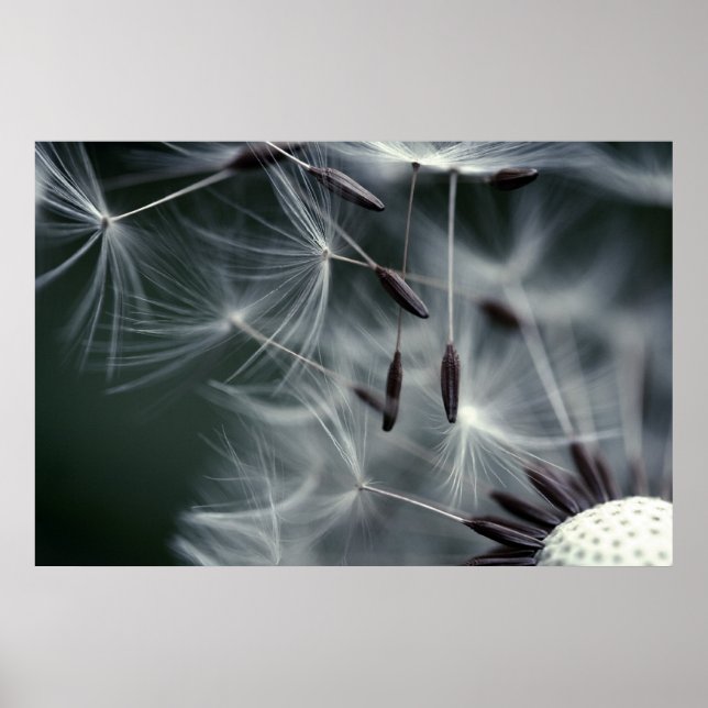 Poster Dandelion (Devant)