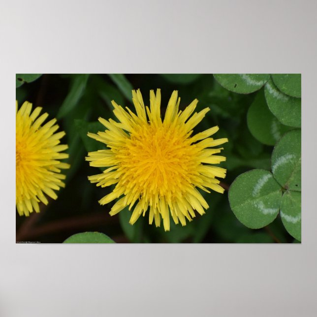 Poster Dandelion, (Devant)