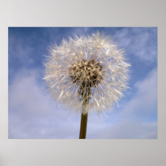 Poster Dandelion