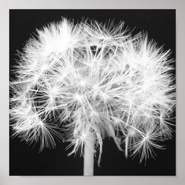 Poster Dandelion (Devant)