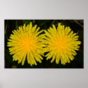 Poster Dandelion,