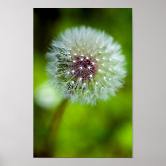 Poster Dandelion (Devant)