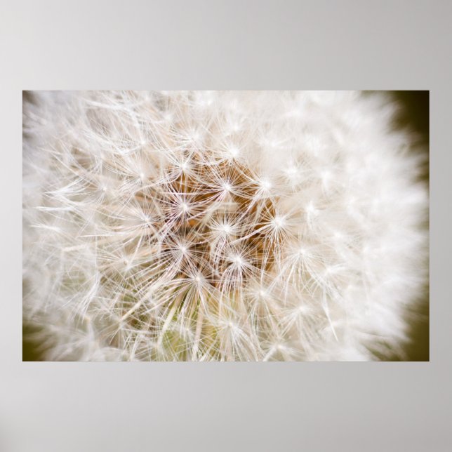 Poster Dandelion (Devant)