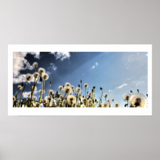 Poster Dandelion