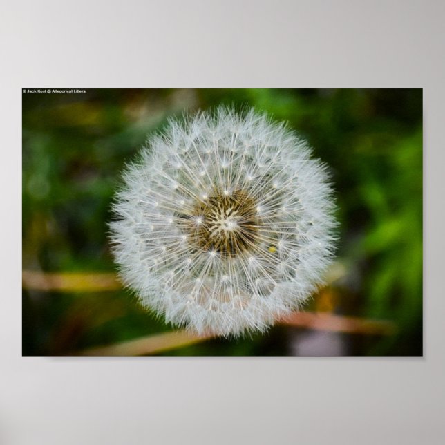 Poster Dandelion, (Devant)